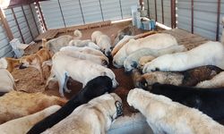 Batman’da İsraf Mamaya, Şefkat Hayata Dönüşüyor!