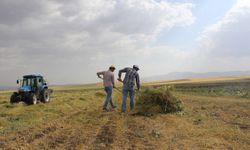 Batman’da Yağışlar Tarımı Rahatlattı, Kuraklık Endişesi Azaldı