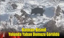 Batman-Bismil Yolunda Yaban Domuzu Görüldü