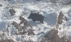 Batman'da aç kalan yaban domuzları yerleşim yerlerine yaklaştı