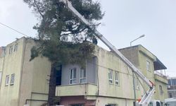 Batman’da Ağaçlar Hem Korunuyor Hem Yenileniyor