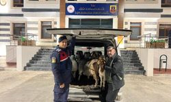 Gaziantep'te sahte parayla hayvan dolandırıcılığı: 3 şüpheli yakalandı