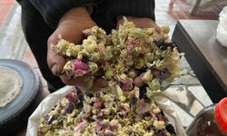 Sason Dağlarından Toplanıp Kilosu Bin Liradan Satılıyor