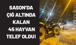 Sason’da Çığ Altında Kalan 45 Hayvan Telef Oldu!
