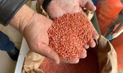 Batman’da Çiftçi Sertifikalı Tohumdan Vazgeçti