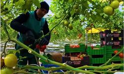 Bakan Yumaklı'dan 'Karlar altında domates üretimi' paylaşımı