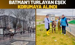 Batman’ı Turlayan Eşek Korumaya Alındı