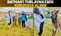 Batman’ı Turlayan Eşek Korumaya Alındı