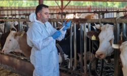 İlkbahar dönemi şap aşılama kampanyası başladı