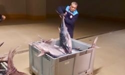 İstanbul'da yasa dışı avlanan 570 kilogram orkinos ele geçirildi