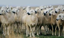 'Kırsalda bereket küçükbaşa destek' projesi başlıyor