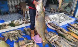 Botan Çayı’ndan Sofralara: Dev Tatlı Su Balıkları Batman’da İlgi Görüyor