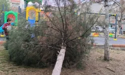 Fırtına Ağaç Devirdi
