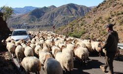 Batman'da bölgesel göçebe hayvancılık çalıştayı düzenlenecek