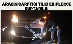 Aracın Çarptığı Tilki Ekiplerce Kurtarıldı