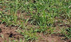 Aşırı yağış sonrası çiftçilere hayati uyarılar