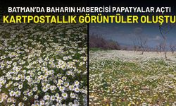 Batman’da Baharın Habercisi Papatyalar Açtı