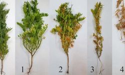 Batman'da mercimek tarlaları için kök çürüklüğü uyarısı