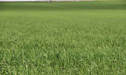 Batmanlı çiftçilere kritik uyarı: Yağış sevindirdi, hastalık riski kapıda