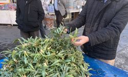 Dağlardan Gelen Şifa “Sığırdili” Tezgâhlarda