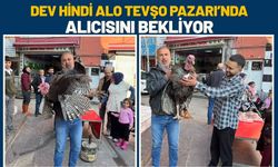 Dev Hindi Alo Tevşo Pazarı’nda Alıcısını Bekliyor