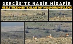 Gercüş’te Nadir Misafir: Nesli Tükenmekte Olan Toy Kuşu Görüntülendi