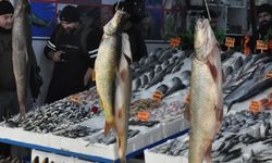 İç sularda sazangiller için av yasağı başladı
