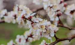 Kayısıda çiçeklenme başladı: Üreticilere monilya uyarısı