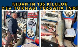 Keban'ın 135 Kiloluk Dev Turnası Tezgâha İndi