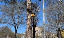 Batman’ın Kalbinde Doğaya Küçük Ama Anlamlı Dokunuş: Atatürk Parkı’ndaki Kuş Yuvaları Dikkat Çekiyor