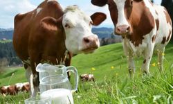 Ocakta 944 bin 926 ton inek sütü toplandı