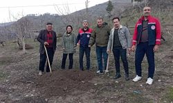 Siirt'te fıstık ağaçları kuruyor, ekipler alarmda