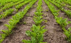 Üre gübresinde ithalat vergisi sıfırlandı