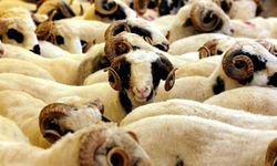 '2026 Kurban Hizmetleri Tebliği' yayımlandı: Kesimler randevulu ve denetimli yapılacak