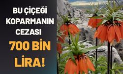 Bu Çiçeği Koparmanın Cezası Tam 700 Bin Lira!