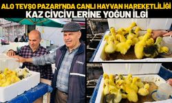 Alo Tevşo Pazarı’nda Canlı Hayvan Hareketliliği: Kaz Civcivlerine Yoğun İlgi