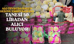 Alo Tevşo’da Kavun Sezonu Erken Başladı: Tanesi 50 Liradan Alıcı Buluyor