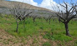 Artan maliyetler fıstık üreticisini zorluyor