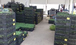 Batman'da bahçeler canlanıyor! Fideler tezgâhlarda yerini almaya başladı