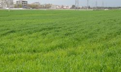 Batman'da Çiftçiler yağış nedeniyle ilaçlama yapamıyor