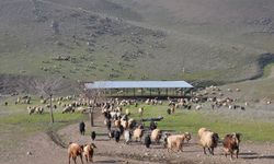 Batman'da kurbanlıkta sıkıntı yok, besicilerin gündemi yer sorunu