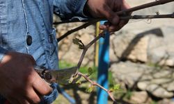 Batman'da üzüm bağı budaması başladı: Uzmanından verim uyarısı