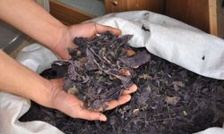 Reyhan Şerbeti Kültürü Giderek Yaygınlaşıyor