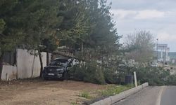 Organize Yolunda Ağaç Aracın Üstüne Devrildi