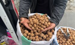 Hakkâri Cevizi İlgi Görüyor