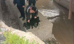 İluh Deresi'ne düşen Keçiyi İtfaiye Kurtardı