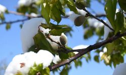 Meteoroloji uyardı: Zirai don, çığ ve toz taşınımına dikkat