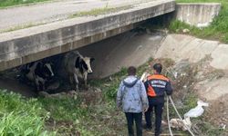 Sarı Kız ve Arkadaşı Köprü Altında Yorgun Halde Bulundular