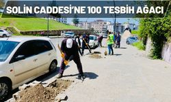 Solin Caddesi’ne 100 Tesbih Ağacı
