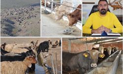 Veteriner Hekimden üreticilere kritik uyarı: İhmal büyük kayıplara yol açıyor